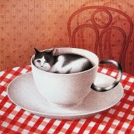 Коти