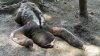 sloth-sleeping.jpg